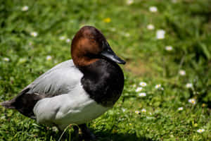 Pochard Duckin Grassy Habitat.jpg Wallpaper