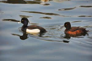 Pochard Ducks Swimming Together Wallpaper