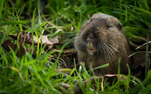 Pocket Gopher Emerging From Burrow.jpg Wallpaper