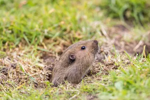 Pocket Gopher Emerging From Burrow.jpg Wallpaper
