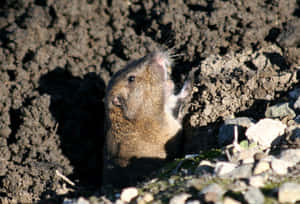 Pocket Gopher Emerging From Burrow.jpg Wallpaper