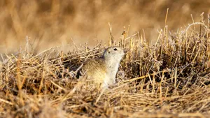 Pocket Gopher Emerging From Burrow.jpg Wallpaper