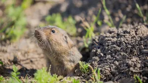 Pocket Gopher Emerging From Burrow.jpg Wallpaper