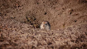 Pocket Gopher Peeking Out Of Burrow.jpg Wallpaper