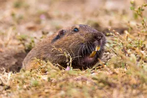 Pocket Gopher Peeking Outof Burrow Wallpaper
