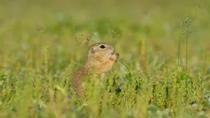 Pocket Gopherin Grassy Field Wallpaper