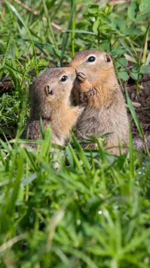 Pocket Gophers Tender Moment Wallpaper