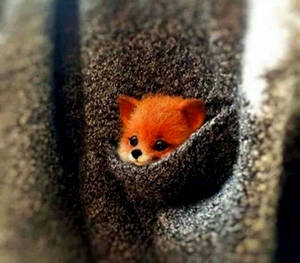 Pocket-size Baby Fox Wallpaper