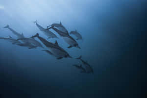 Podof Dolphins Underwater Swim.jpg Wallpaper