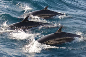 Podof False Killer Whales Swimming Wallpaper