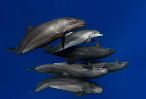 Podof False Killer Whales Swimming Wallpaper