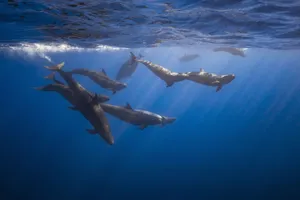 Podof False Killer Whales Underwater Wallpaper