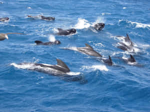 Podof Pilot Whales Swimming Wallpaper