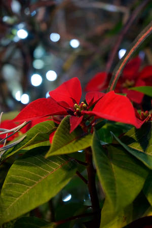 Poinsettia Close-up Wallpaper