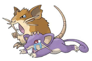 Pokémon Rattata Crying And Raticate Angry White Background Wallpaper
