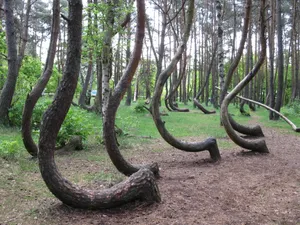 Poland's Crooked Forest Wallpaper
