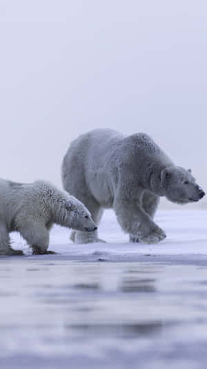 Polar_ Bear_ Family_on_ Ice Wallpaper