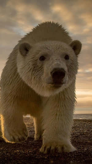 Polar Bear Staring Directlyi Phone Wallpaper Wallpaper