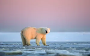 Polar Bear Under Pink Sky Wallpaper