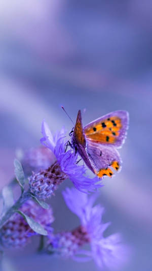 Polka Dot Purple Butterfly Phone Background Wallpaper