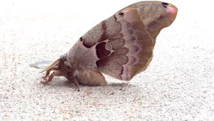 Polyphemus Moth Resting Wallpaper
