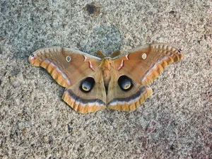 Polyphemus Moth Restingon Concrete Wallpaper