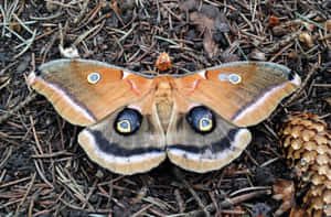 Polyphemus Moth Restingon Forest Floor Wallpaper