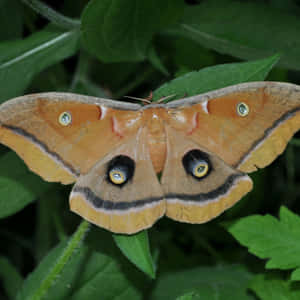 Polyphemus Moth Restingon Leaves Wallpaper