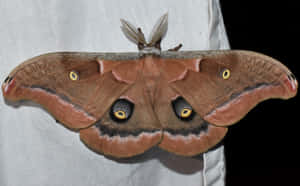 Polyphemus Moth Spread Wings Wallpaper