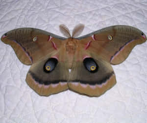 Polyphemus Moth Spread Wings Wallpaper