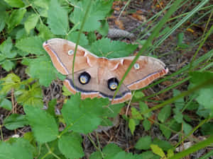 Polyphemus Mothin Natural Habitat Wallpaper