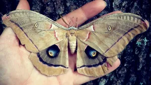 Polyphemus Mothon Hand Wallpaper