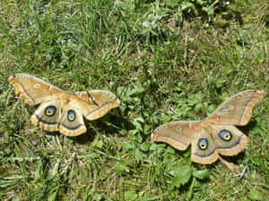 Polyphemus Mothsin Grass Wallpaper