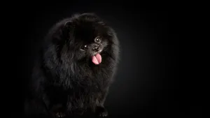 Pomeranian Black And White Dog Wallpaper