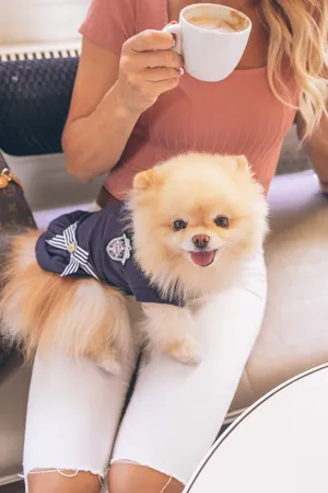 Pomeranian Navy Shirt Lap Dog Wallpaper