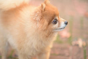 Pomeranian Spitz Toy Dog Wallpaper