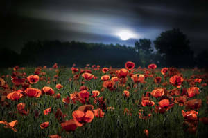 Poppies At Night Wallpaper