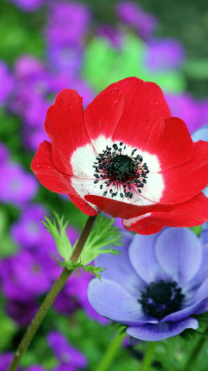 Poppies Flower Mobile Wallpaper