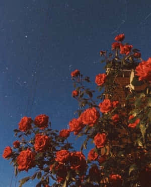 Poppies In Full Bloom On A Summer Day Wallpaper