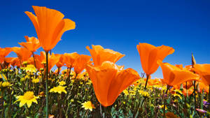 Poppy Field California Wallpaper