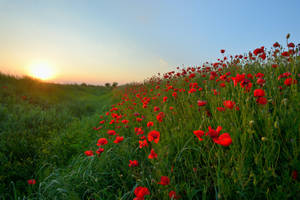 Poppy Flower Field Remembrance Day Wallpaper