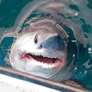 Porbeagle Shark Emerging From Water Wallpaper