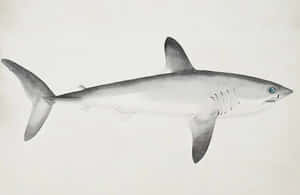 Porbeagle Shark Illustration Wallpaper