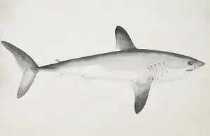 Porbeagle Shark Illustration Wallpaper