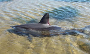 Porbeagle Shark Near Shore Wallpaper