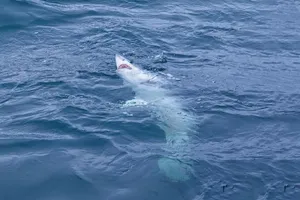 Porbeagle Shark Surfacing Ocean Wallpaper