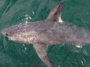 Porbeagle Shark Swimming Near Surface Wallpaper