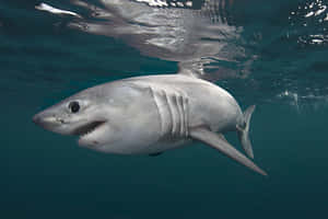 Porbeagle Shark Underwater Wallpaper