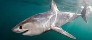 Porbeagle Shark Underwater Wallpaper