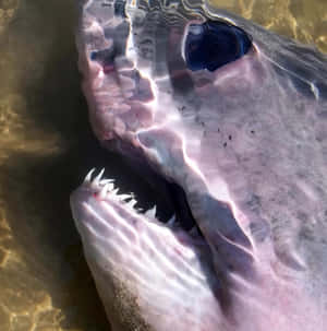 Porbeagle Shark Up Close Wallpaper